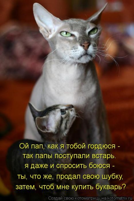 Лучшие котоматрицы за неделю