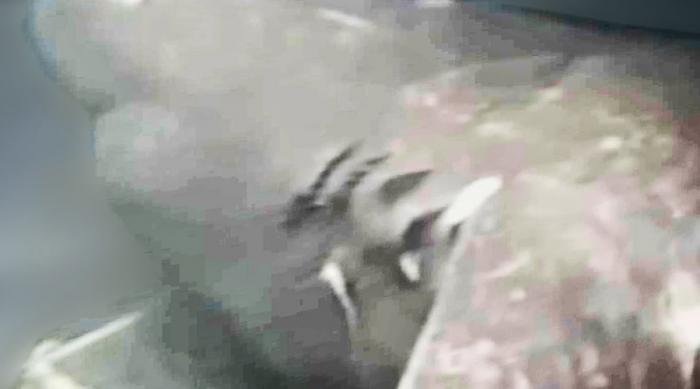 Мегалодон из Марианской впадины Японские ученые исследовали морскую жизнь на дне глубоководного залива Суруга и в какой-то момент решили приманить сюда хищников. Чего они точно не ожидали, так это появления акулы, длина которой была не менее 30 метров. Сегодня считается, что это один из немногих доживших до наших дней мегалодонов.