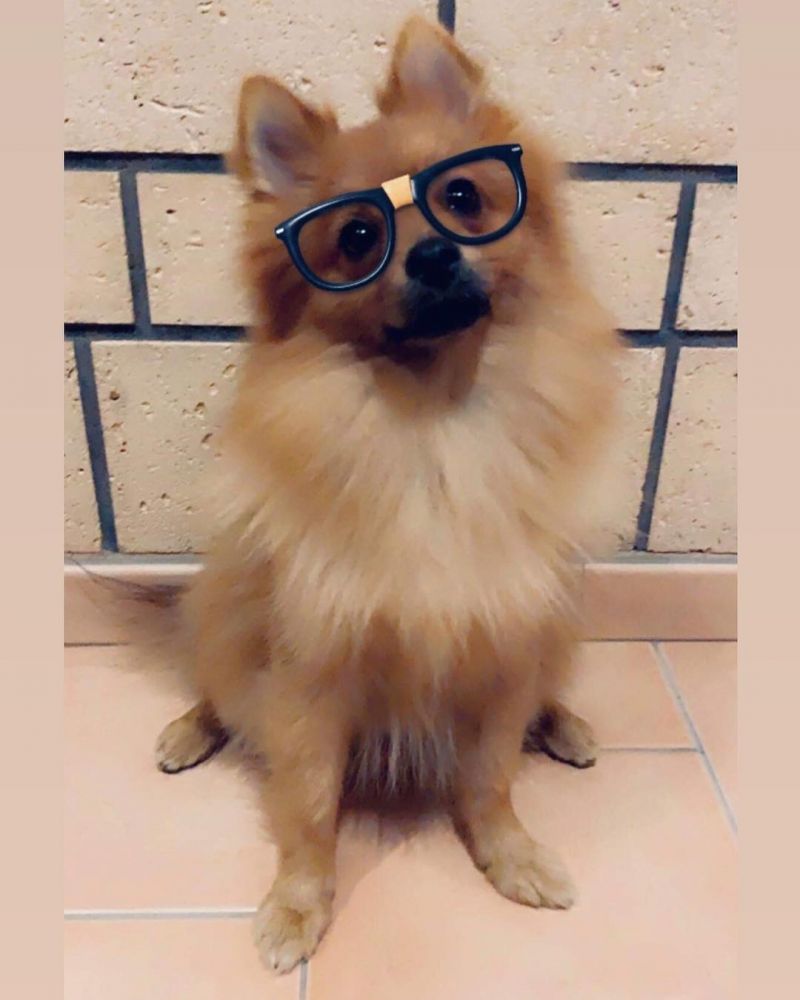 8 милых масок Snapchat для домашних животных