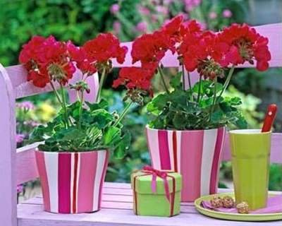 http://ameranet.com/uploads/posts/2013-10/1381055253_komnatnie-rasteniya-po-fen-shui.jpg