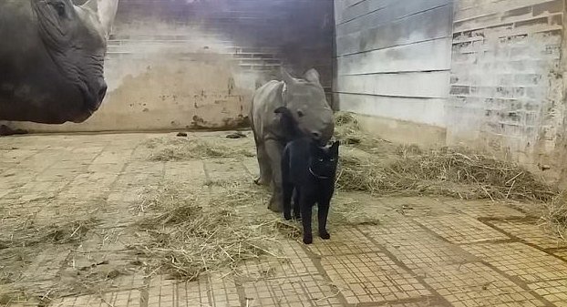Умилительная дружба кота с детенышем носорога Умилительная дружба кота с детенышем носорога