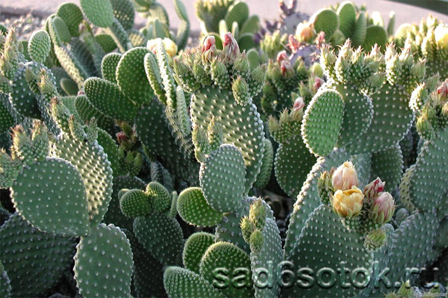 Опунция (Opuntia) Опунция (Opuntia)