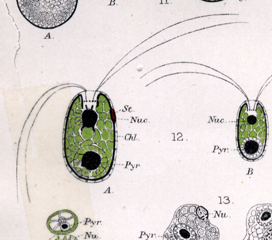 Водоросль Tetraselmis convolutae