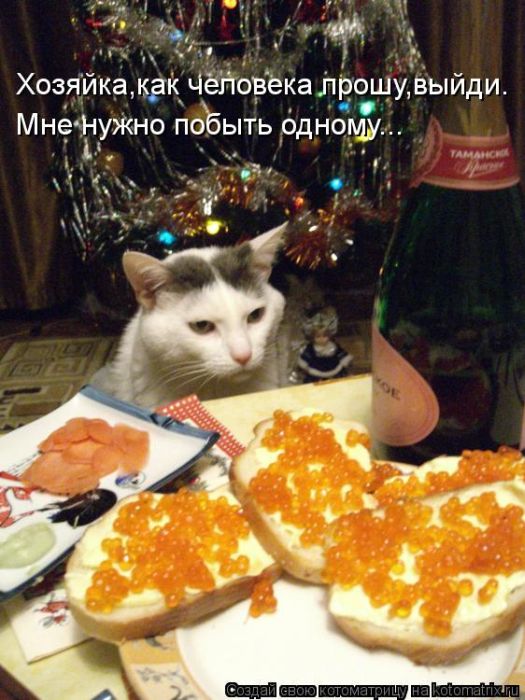 Лучшие котоматрицы недели (50 фото)