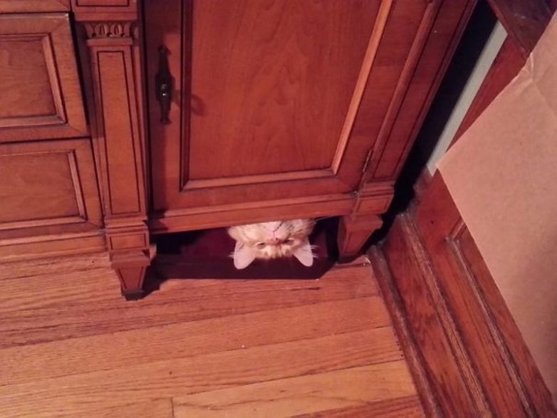 Номинанты на звание самого бестолкового кота года)) Номинанты на звание самого бестолкового кота года))