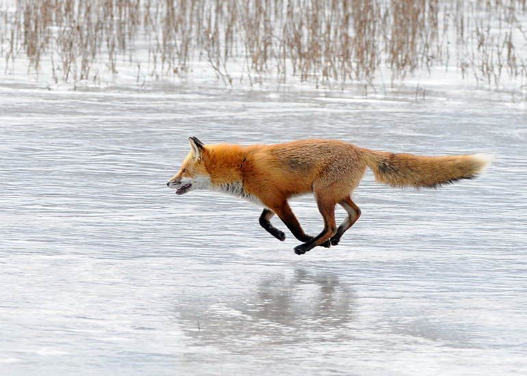 Великолепные моменты из мира животных (60 фото) Великолепные моменты из мира животных (60 фото)