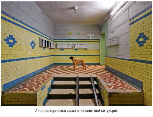 Мы живём в самой прекрасной стране на свете... интересное, знаменитости, красота, демотиваторы, красотка, животные, девушки, приметы