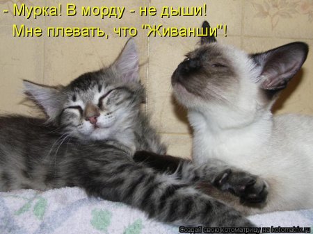 Котоматрицы, прикольная подборка кошек))
