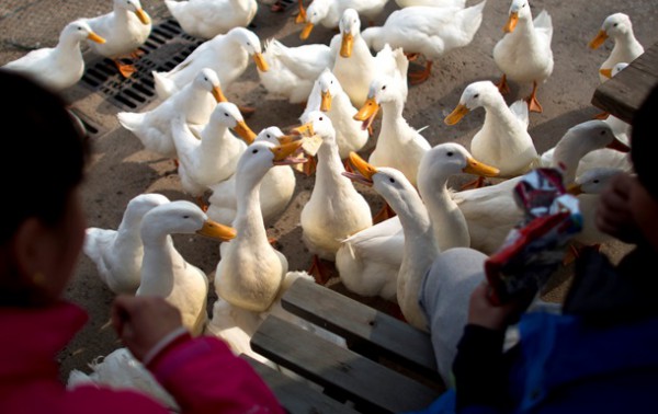 Россельхознадхзор: возможен запрет на ввоз мяса птицы из ЕС
