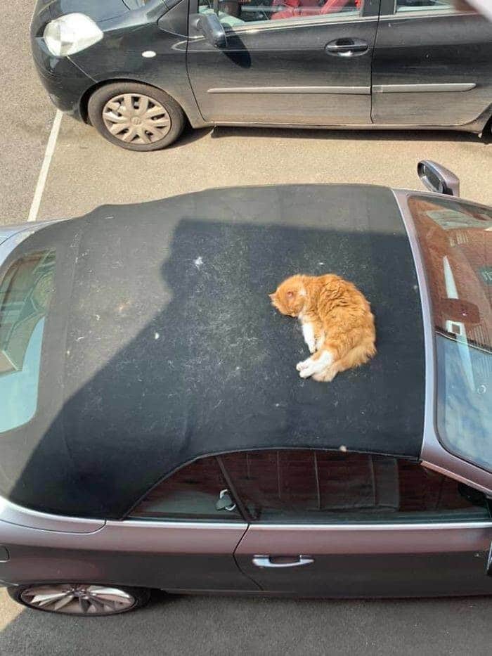Фотография: Мой дом, не мой кот: фото о котах, которые гуляют по чужим домам №8 - BigPicture.ru