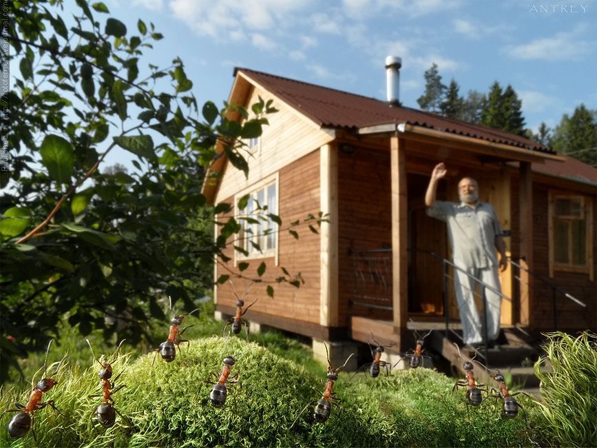 NewPix.ru - Муравьиная жизнь. Интервью с муравьиным фотографом NewPix.ru - Муравьиная жизнь. Интервью с муравьиным фотографом