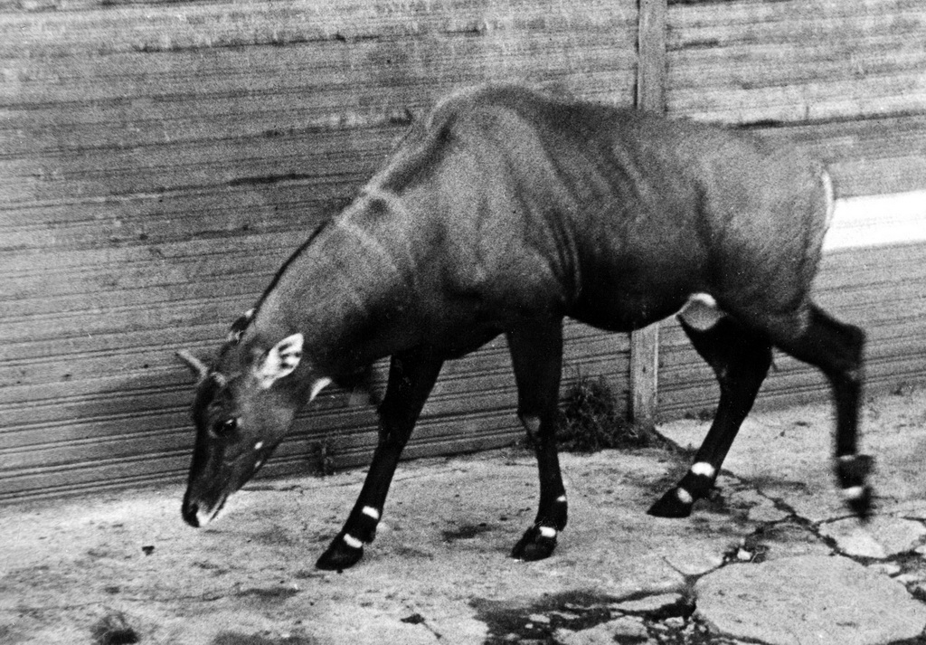 Как ленинградский зоопарк пережил блокаду spbzoo12 Как ленинградский зоопарк пережил блокаду
