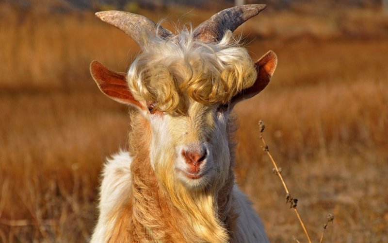 Ученые доказали, что козы "мекают" и "бекают" с акцентом той местности, в которой живут бесполезные, жизнь, интересно, прсото обо всем, факты