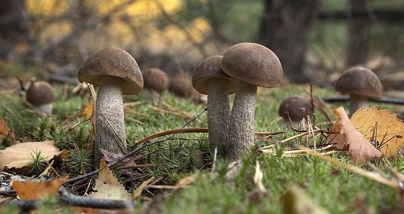 Как сеять грибы (8 фото)