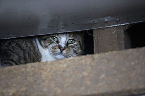 Две больших странности: Куда ведет заметание следов в Солсбери? Две больших странности: Куда ведет заметание следов в Солсбери?