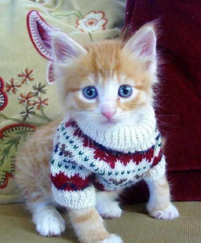 Котенок сидит Котик с голубыми глазами