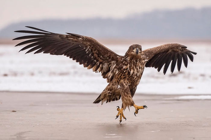 3085196_funnyanimalspicscomedywildlifephotographyawards465b07b8b159284__700 700x467 45Kb