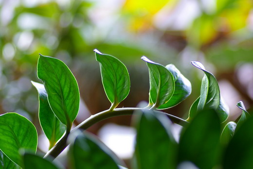 Замиокулькас (Zamioculcas) Замиокулькас (Zamioculcas)