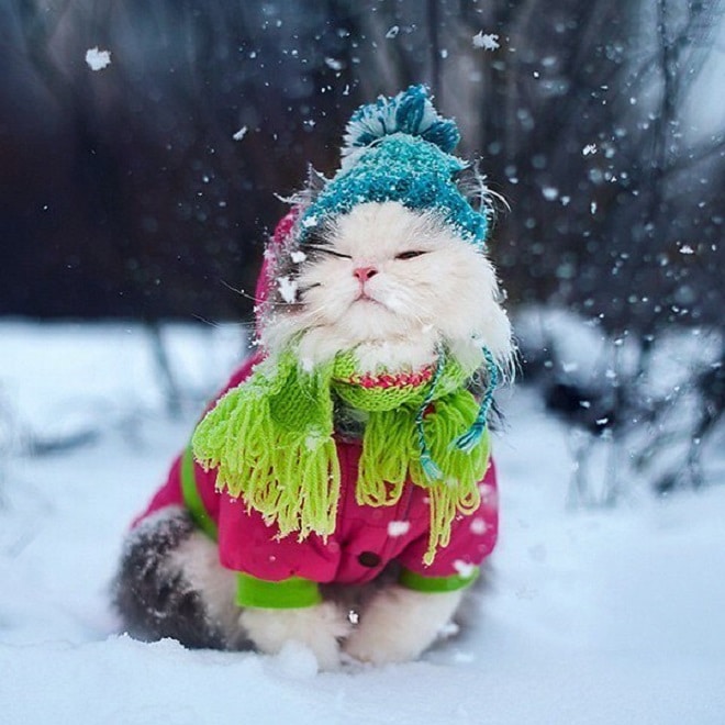 Кот в шапке и одежде Котик в снегу