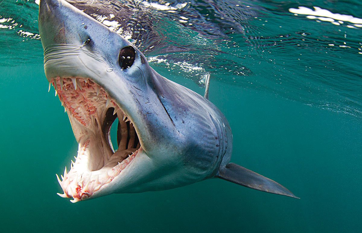 Акула-мако (серо-голубая акула)
