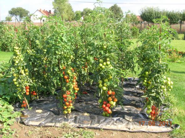 Урожай помидоров, повторение!