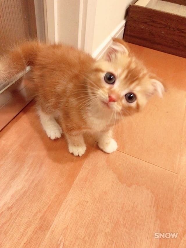 Без кота и жизнь не та