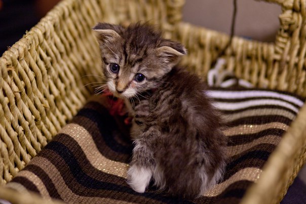 Я своего котика купила... купила жизнь этому ребенку!