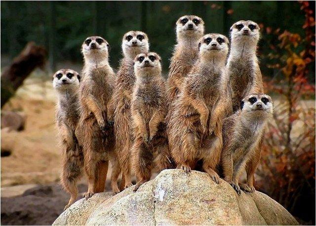 Прикольные фото животных - Природа планеты в объективе - медиаплатформа ...