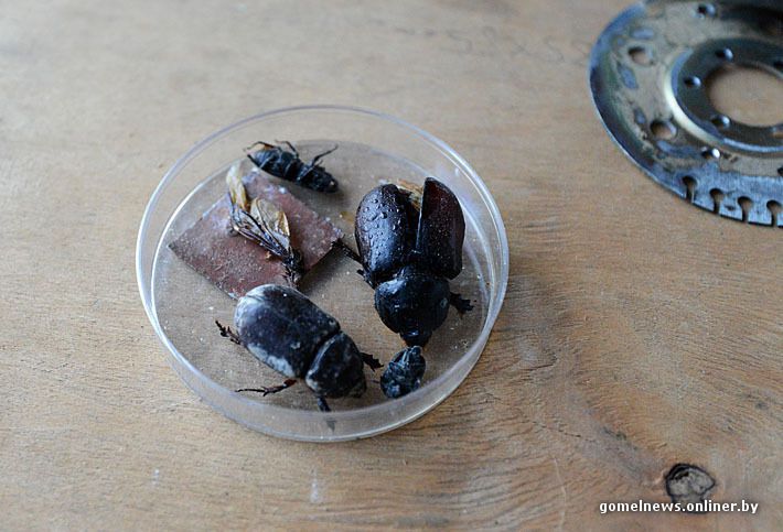 механизм, насекомые, мастер