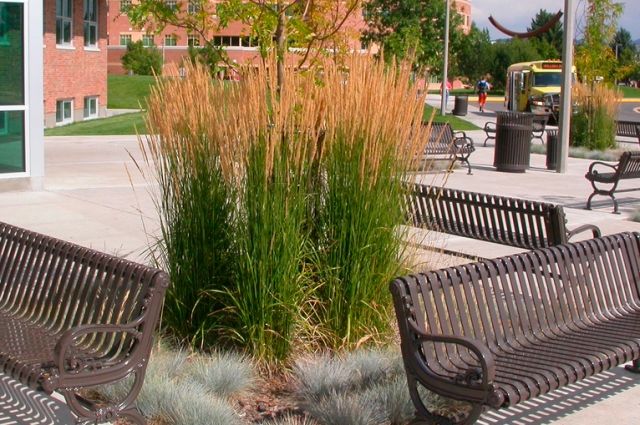 Вейник остроцветковый (Calamagrostis x acutiflora).