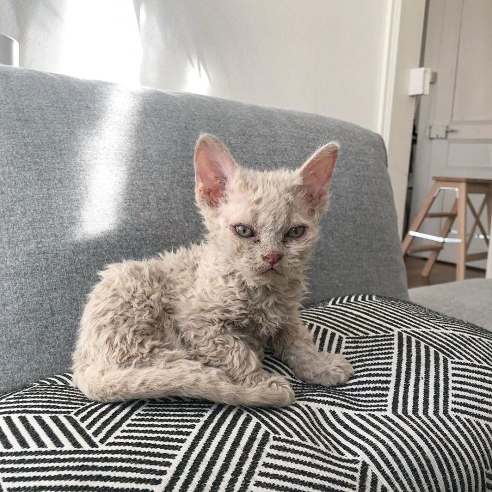 7 фото кудрявых кошек, которые напоминают милых овечек
