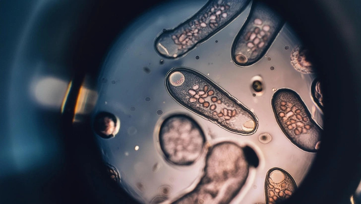 Источник: Shutterstock/Fotodom.ru