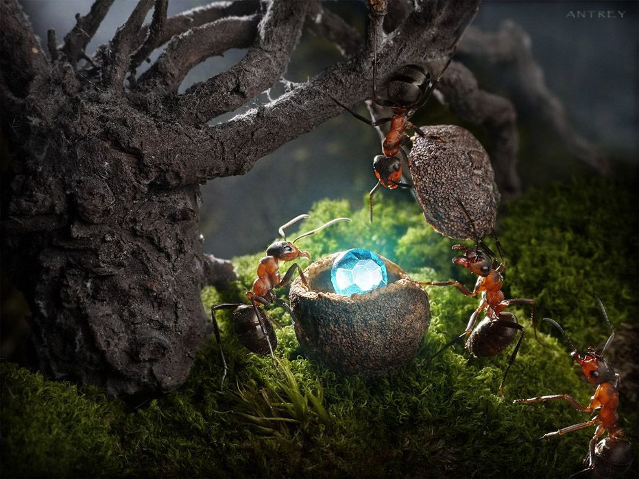 NewPix.ru - Муравьиная жизнь. Интервью с муравьиным фотографом NewPix.ru - Муравьиная жизнь. Интервью с муравьиным фотографом