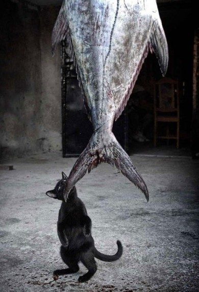 Коты, которых застали врасплох. И вовсе они не воруют, они охотятся! Коты, которых застали врасплох. И вовсе они не воруют, они охотятся!