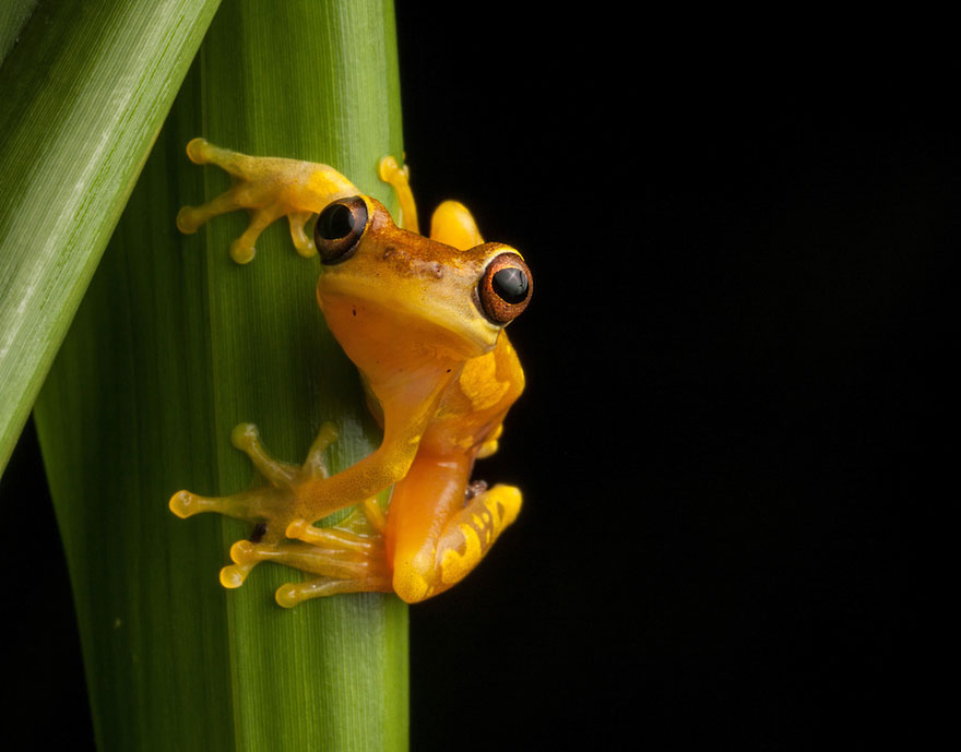InSearchOfLostFrogs07    :       