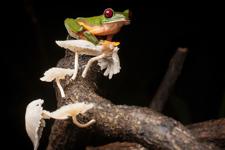 InSearchOfLostFrogs10    :       