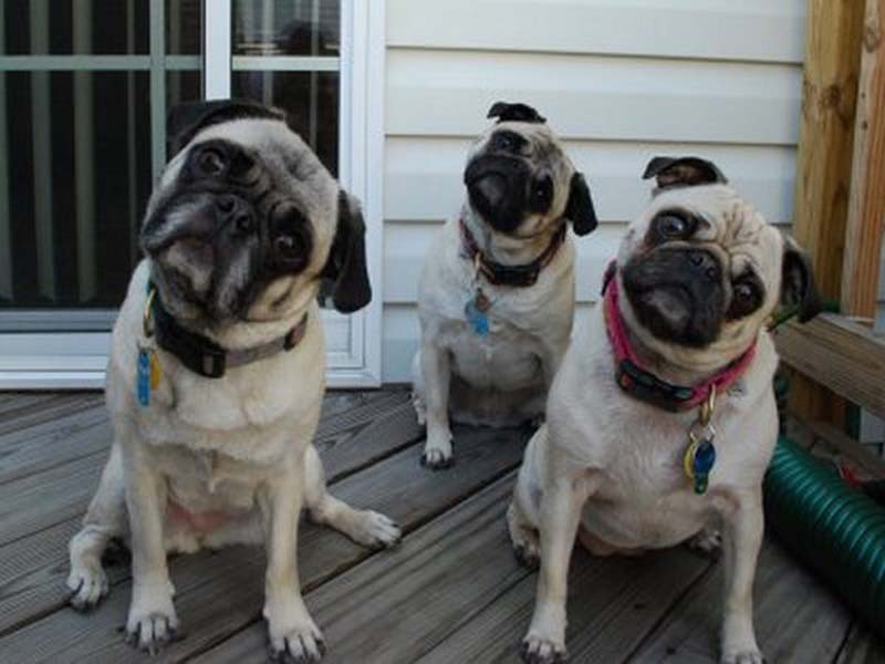 animals 132 � ��� ����������� ������