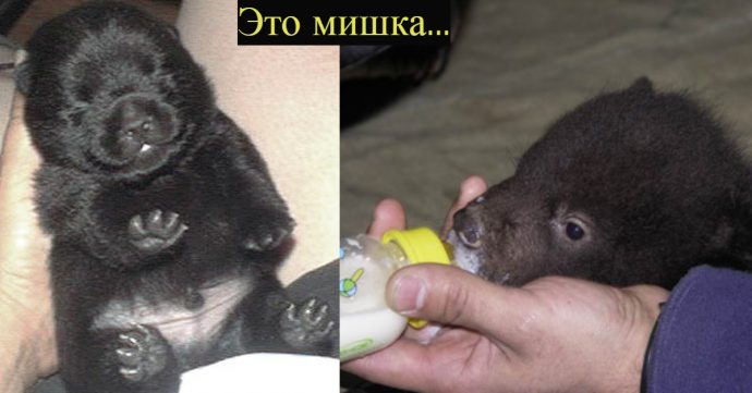 Собака-оборотень?! Китайцы купили щенка мастифа, а потом не поняли, что с ним произошло… Собака-оборотень?! Китайцы купили щенка мастифа, а потом не поняли, что с ним произошло…