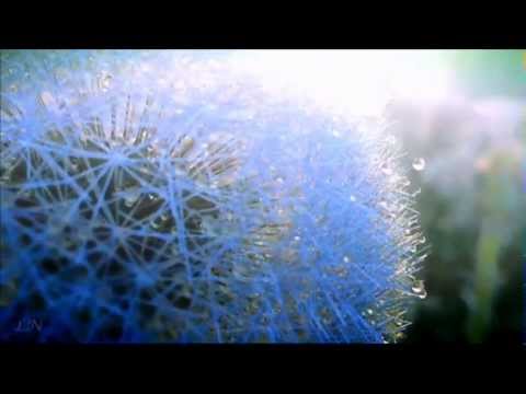 J. S. Bach - Suite in D "Air" И.С. Бах - Сюита "Воздух" J. S. Bach - Suite in D "Air" И.С. Бах - Сюита "Воздух"