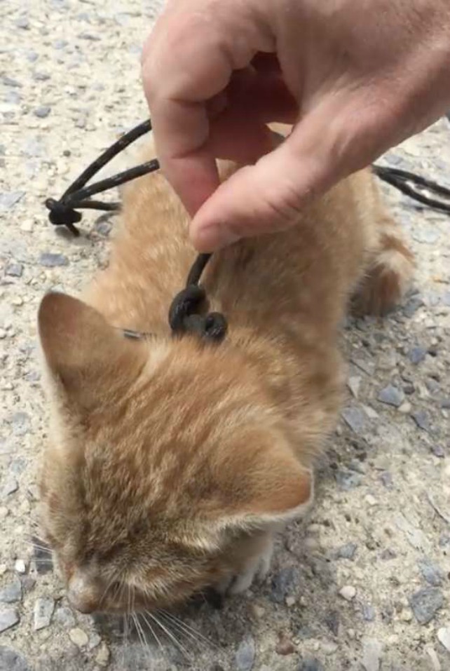 Котенок полз по тротуару с перевязанной шнурком шеей Котенок полз по тротуару с перевязанной шнурком шеей история, история спасения, котенок, коты, котята, кошки, помощь животным, спасение животных
