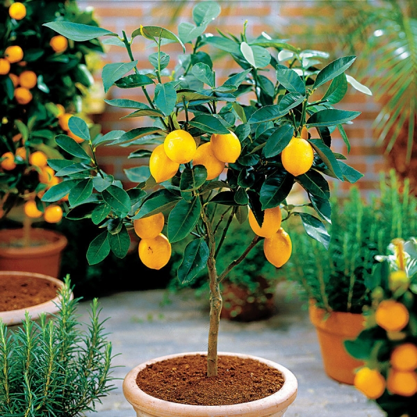 Правила выращивания комнатного лимона