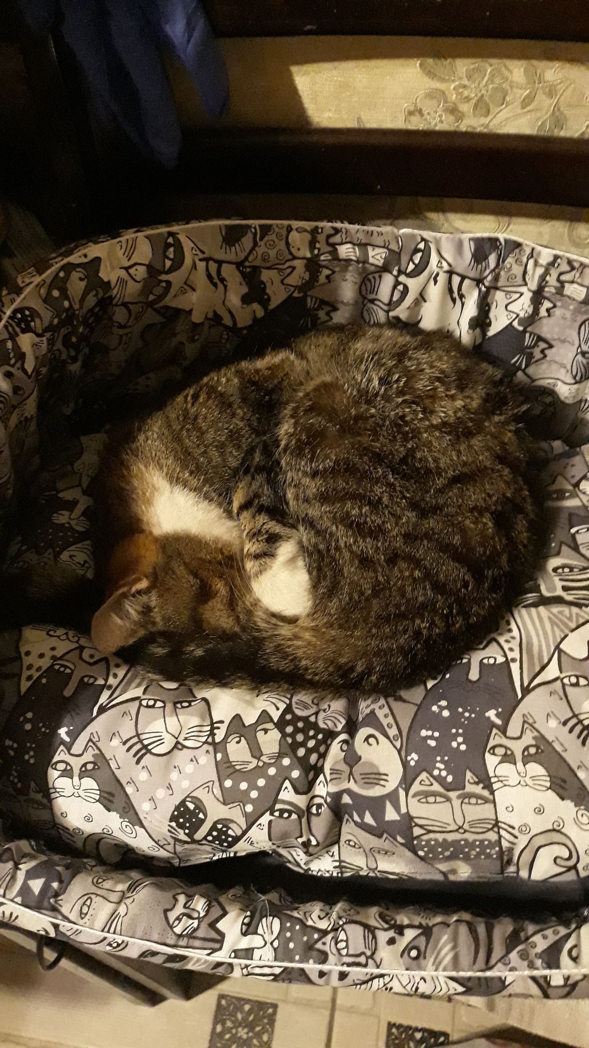 помощь кошке кошка спит