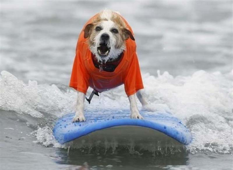 animals 142 � ��� ����������� ������