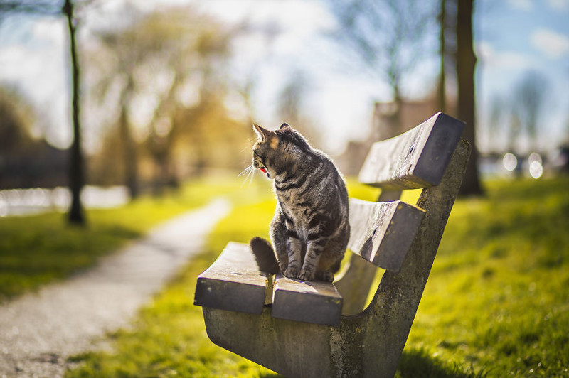 Кошачьи истории в фоторграфиях животные, коты