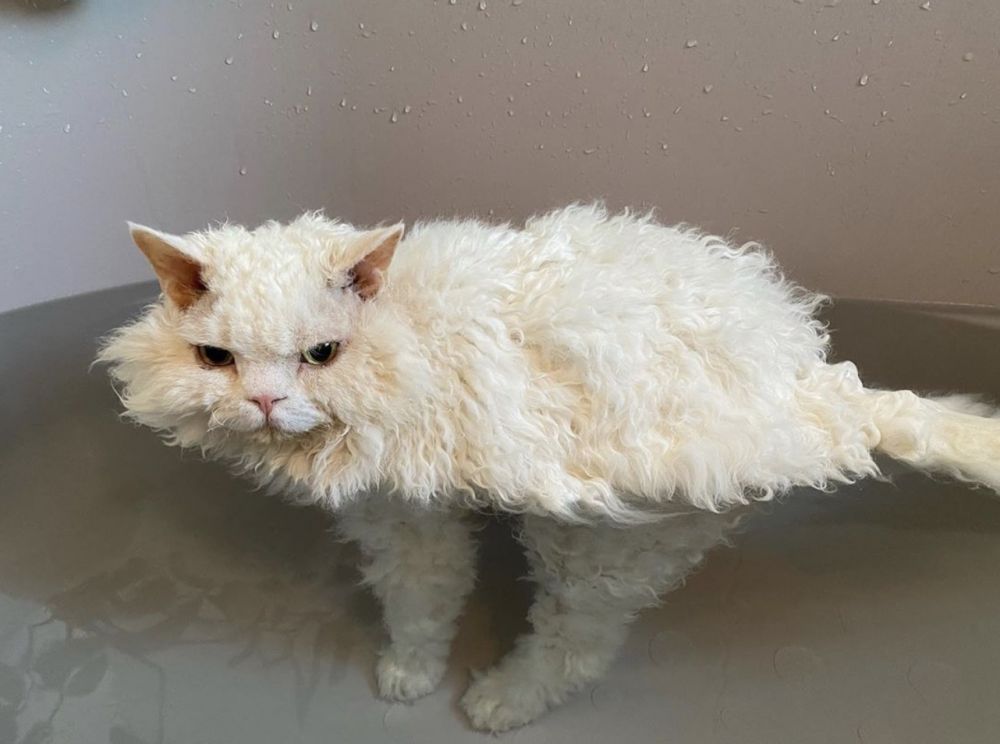 7 фото кудрявых кошек, которые напоминают милых овечек