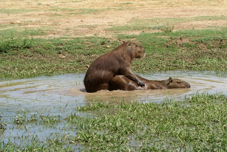 капибары