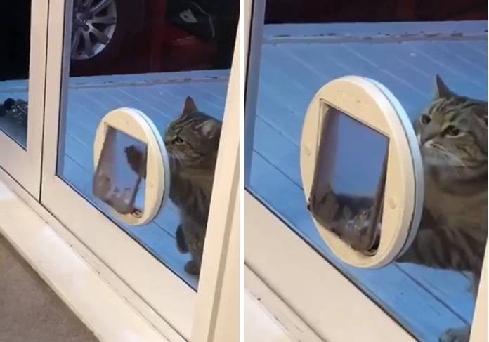 кот перехитрил хозяев кот пролезает в дверь