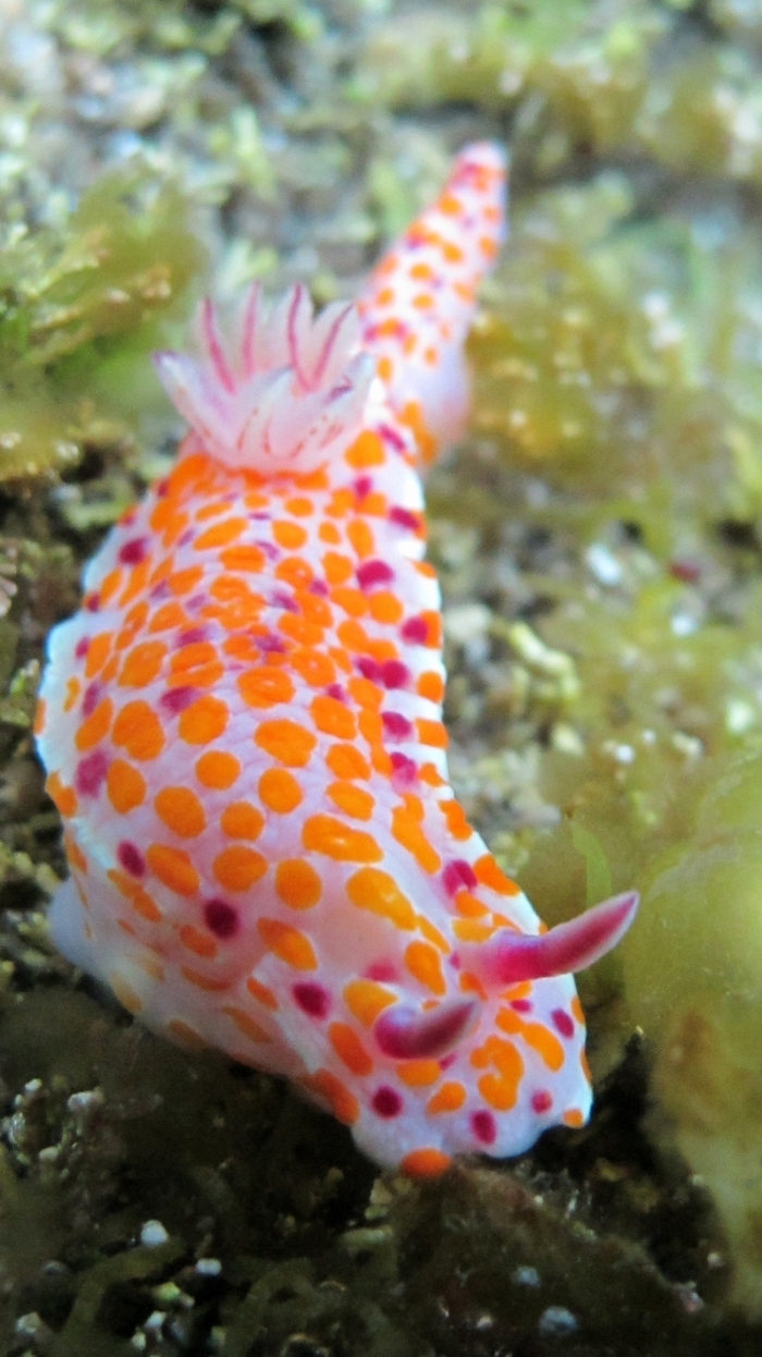 Морские красавцы морские слизни, голожаберные моллюски, морские обитатели, Природа, без рейтинга, длиннопост