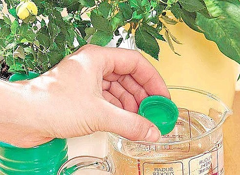 Как бороться с медведкой