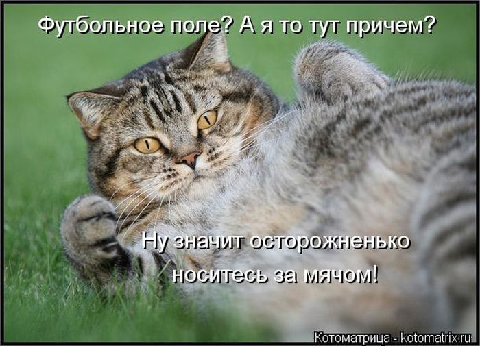 Лучшие котоматрицы за неделю